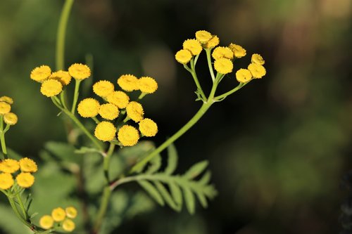 immortelle  helichrysum  flower