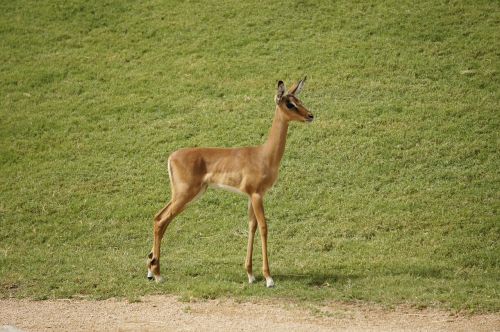 impala animal mammal