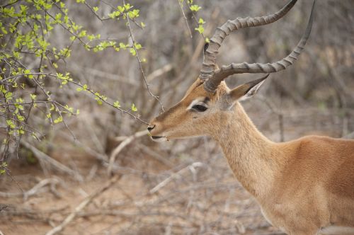 impala deer-like kruger