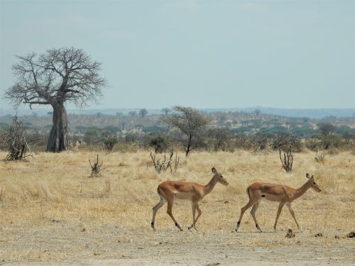 impala baobab savannah