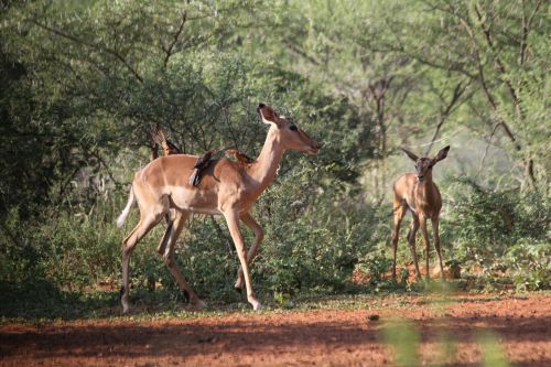 impala animals safari