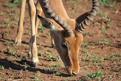 impala buck antelope