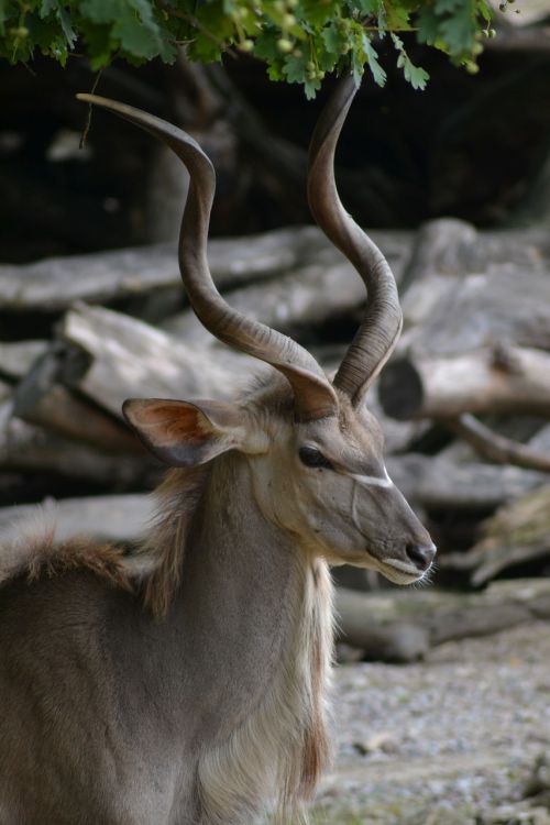 impala pride antelope
