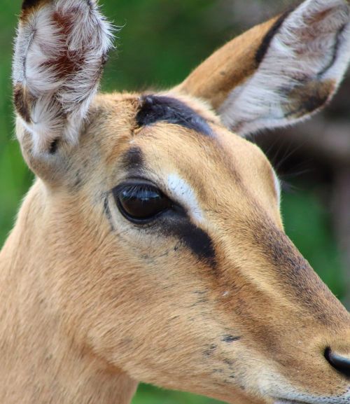 impala antelope buck