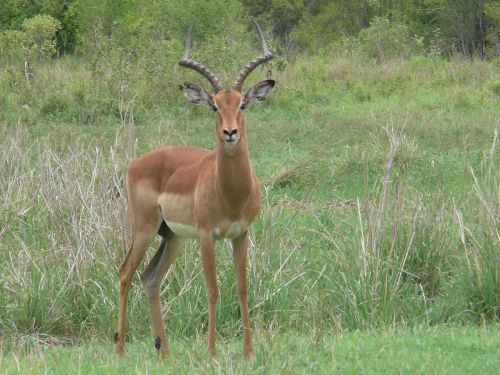 impala animals antelope