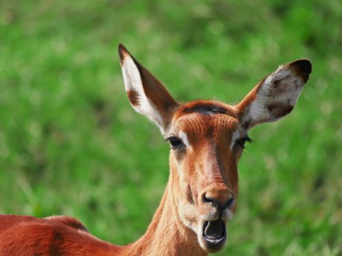 impala animal portrait chew