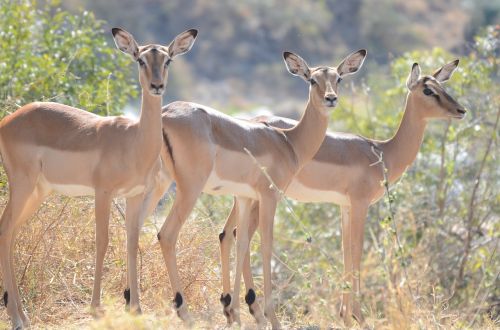 impala wildlife africa
