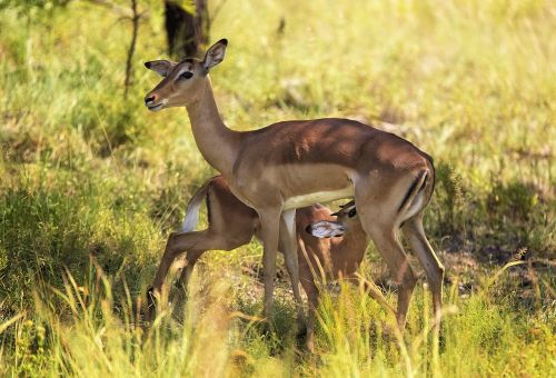 impala suckling wildlife