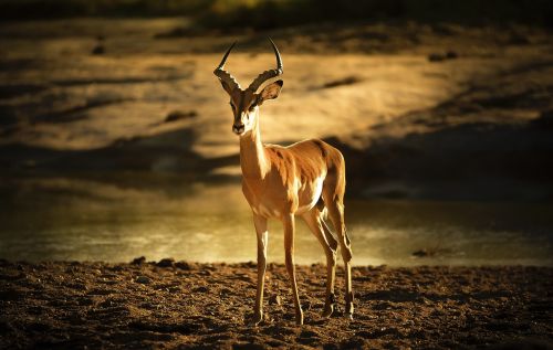 impala riverbed backlight