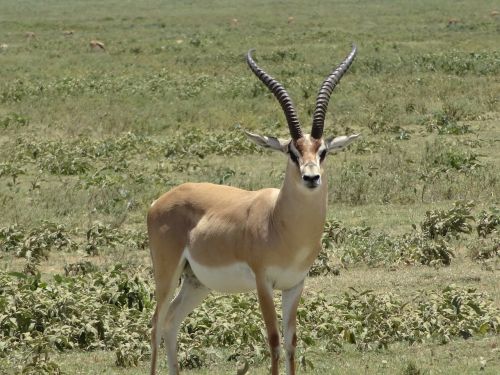 impala gazelle plain