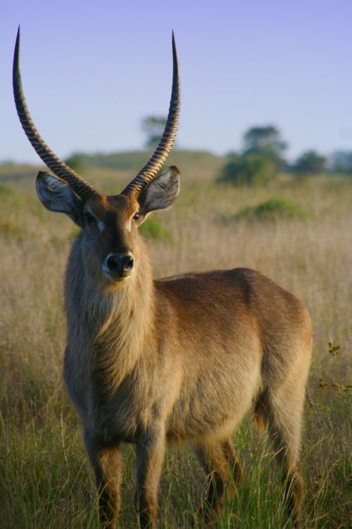 impala aepyceros melampus african