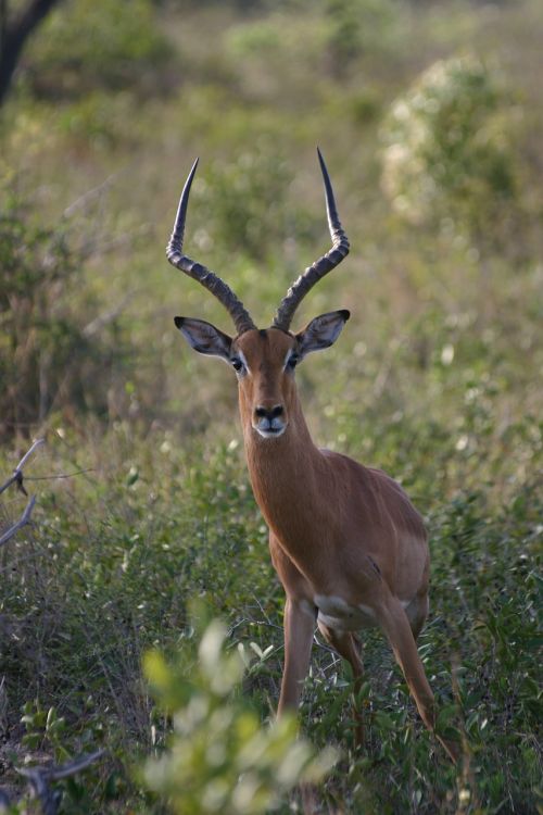 impala antelope africa