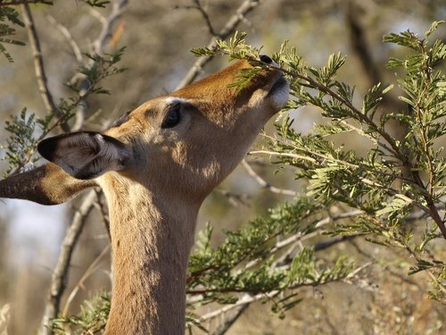 impala  wildlife  gazelle
