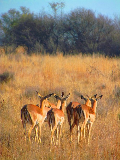 impala walk away africa