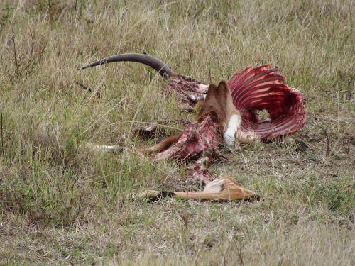 impala dead carcass