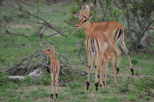 impala family buck wildlife