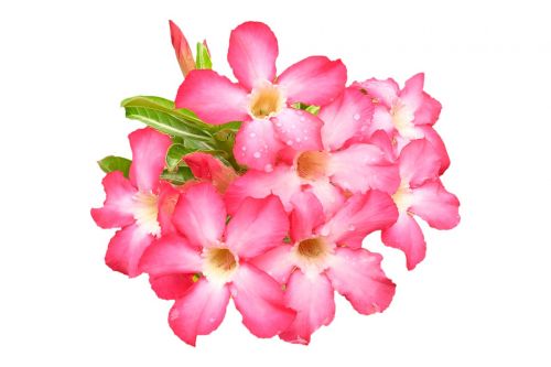 impala lily pink flower