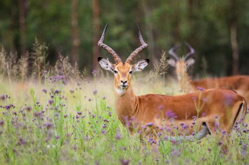 impala rams eyes looking