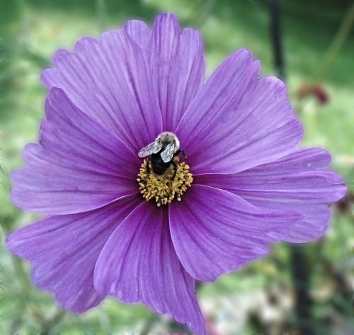 impatiens flower violet