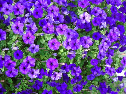 impatiens purple plant