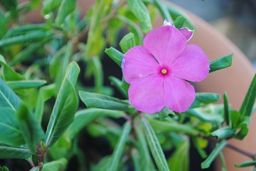 impatiens purple flower