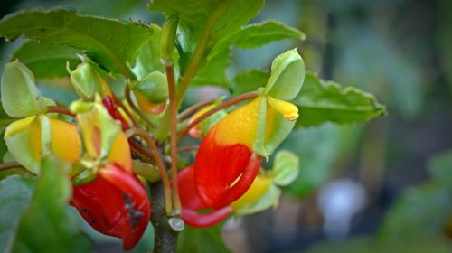 impatiens congolensis parrot plant blossom