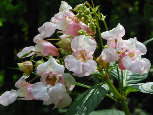 impatiens glandulifera flower nature