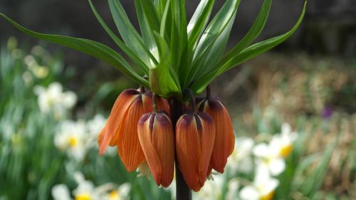 imperial crown fritillaria imperialis fritillaria