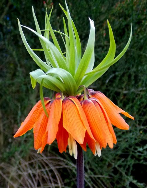 imperial crown lily family herbaceous plant