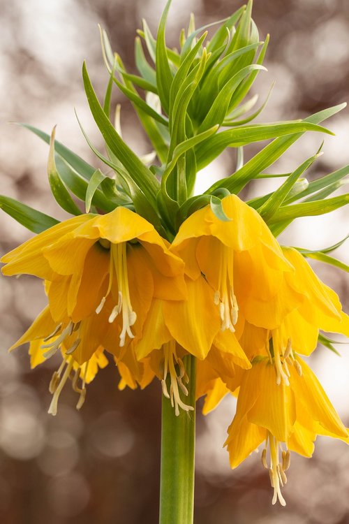 imperial crown  nature  flower