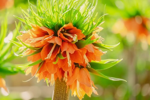 imperial crown  fritillaria imperialis  fritillaria