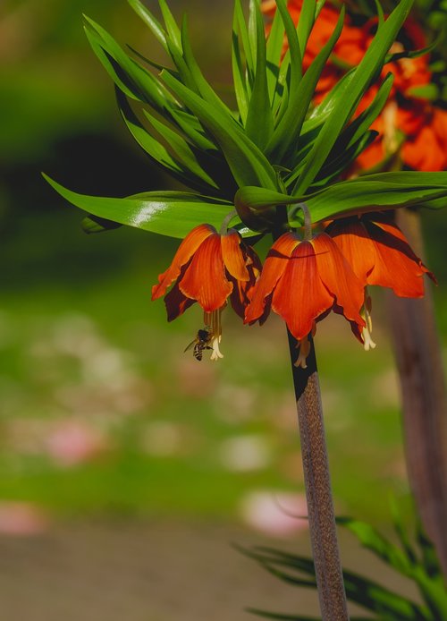 imperial crown  flower  plant