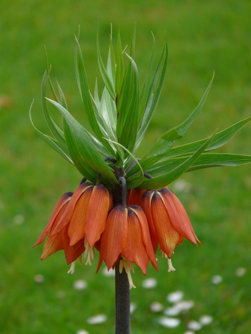 imperial crown fritillaria imperialis fritillaria