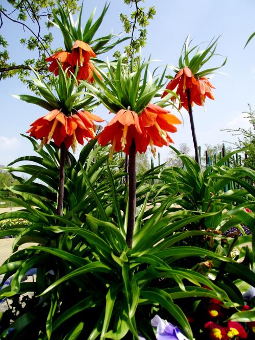 imperial flower flowers orange
