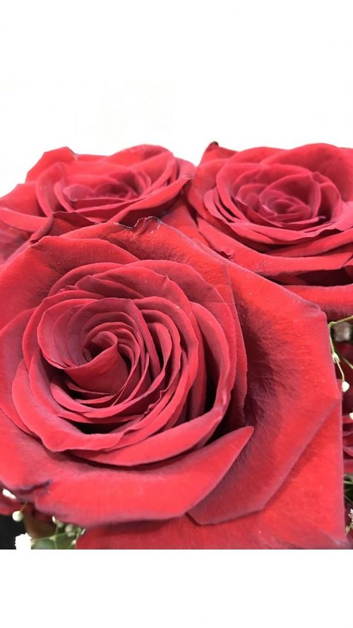imported red roses love feast