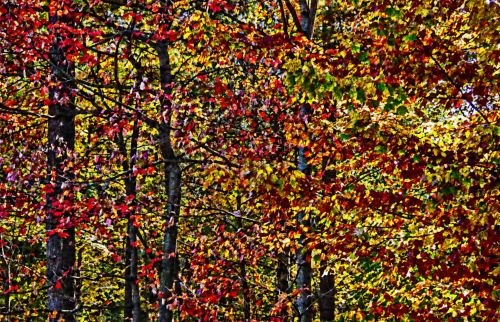 Impressionist Fall Forest