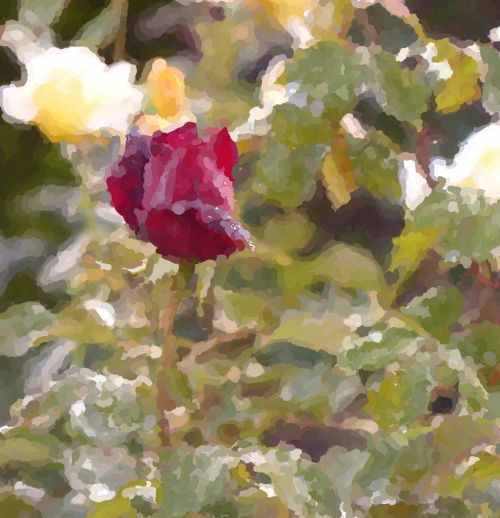 Impressionist Rosebud