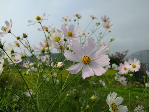 in autumn cosmos field autumn