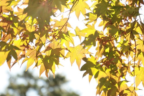 in autumn  leaves  autumn leaves