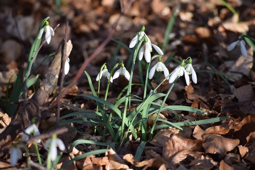 in early spring  snowdrop  blooming