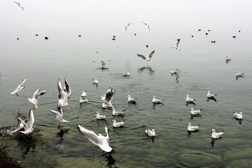 in flight the seagulls water birds