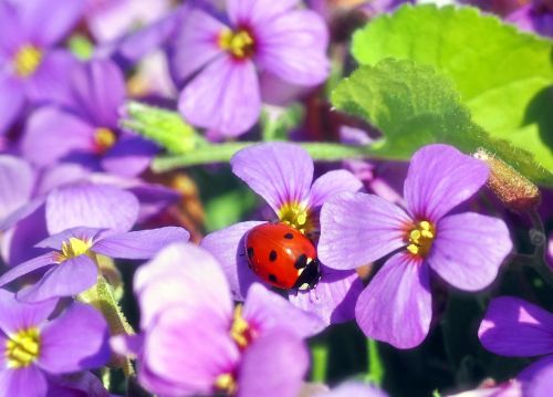 plant nature live