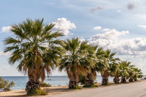 palm trees travel tropical