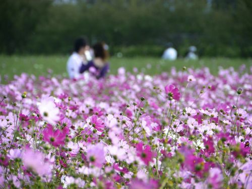 in love cosmos flower garden