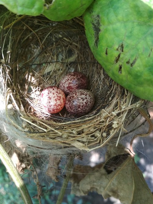 in my garden  little eggs  nature