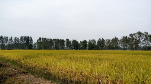 in rice field ye tian autumn