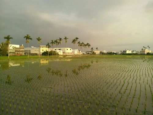 in rice field landscape areca catechu tree