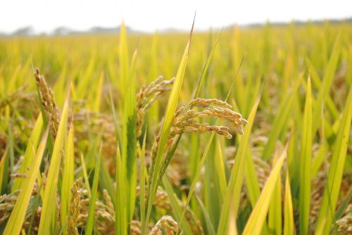 in rice field rice