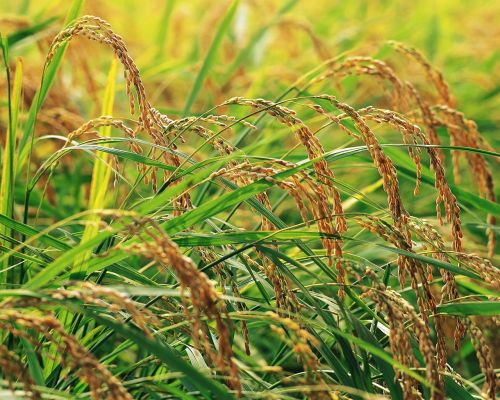 in rice field rice