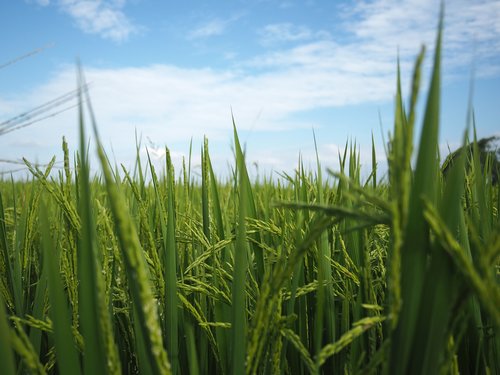 in rice field  autumn  gain